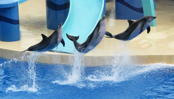 ������۵Ĳ�ҹ��